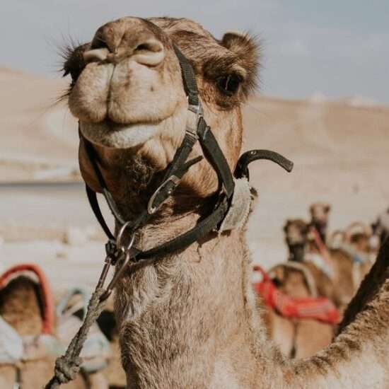 Paquete de viaje de 6 días en Egipto - Tour a El Cairo, Luxor, Abu Simbel y Alejandría - Egypt Tours Group (ES)