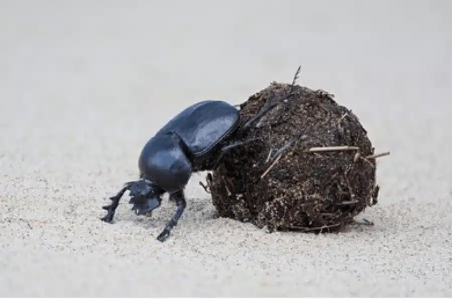 The dung scarab, ancient Egyptian great symbol - Scarab: Meaning, History, Symbolism & Ancient Egyptian Beliefs - Egypt Tours Group