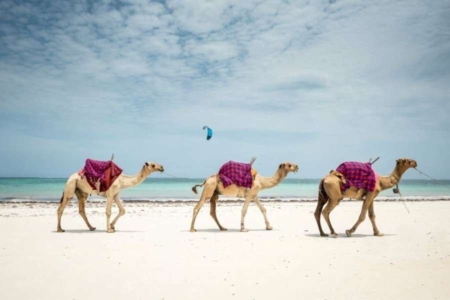 Camels in El Gouna Beach - Egypt Tours Group