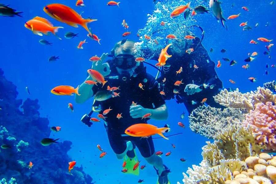 Marine life in Sharm El Sheikh - Egypt Tours Group