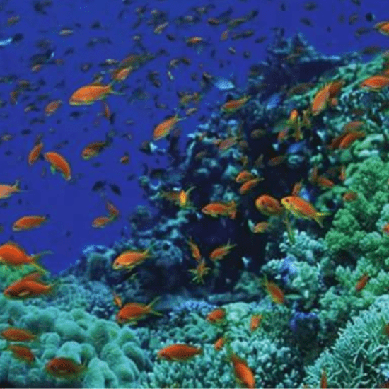 Cross reefs in Red Sea, Sharm El Sheikh, 12 Days Cairo, Nile Cruise, and Sharm El Sheikh Holiday