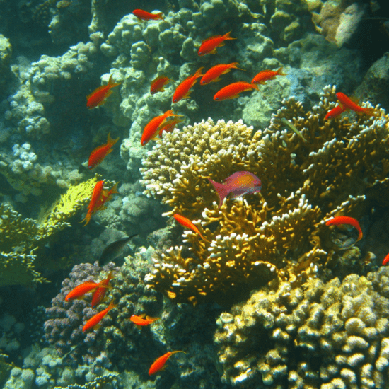 9 Days Cairo, Alexandria, and Sharm El-Sheikh Holiday