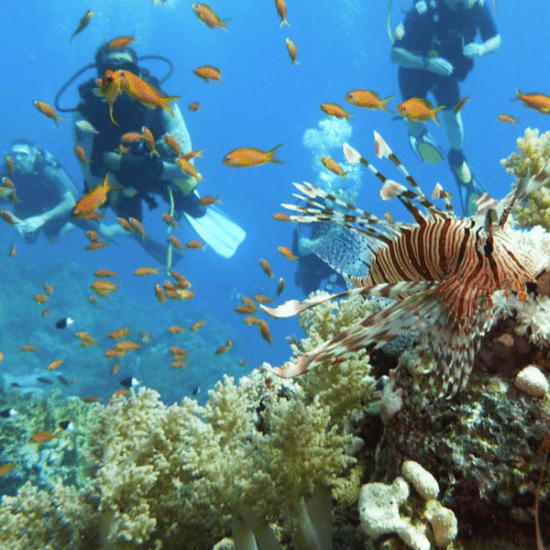 Sharm El Sheikh scuba diving - Egypt Tours Group