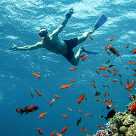 Snorkelers exploring vibrant coral reefs in Hurghada - 14 Days Cairo, Luxor, Hurghada & Oases Tour Package