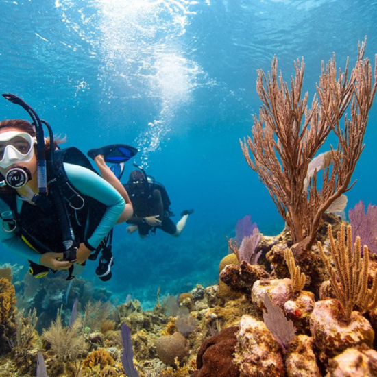 A diver exploring vibrant coral reefs in Hurghada - 14 Days Egypt Tour Package