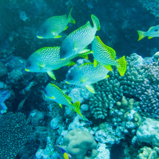 Sharm El Sheikh Sea - A serene escape by the Red Sea - 15 Days Cairo, Sharm El Sheikh, Nile Cruise & Alexandria Tour Package