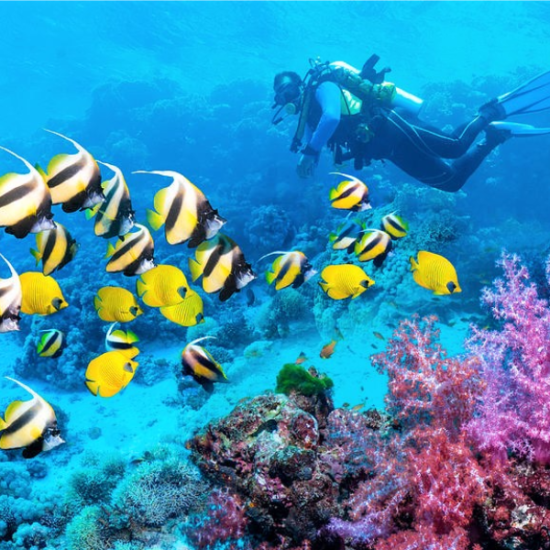 Scuba diving in the Red Sea, Hurghada - 14 Days Cairo, Hurghada, Nile Cruise & Alexandria Tour
