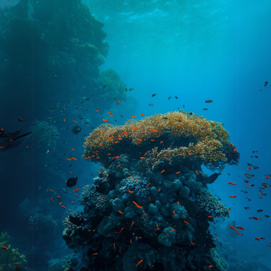 The Red Sea – Hurghada’s Vibrant Waters - 15 Days Cairo, Hurghada, Nile Cruise & Alexandria Tour Package