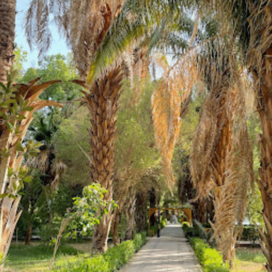 Botanical Garden of Aswan - Aswan Botanical Garden Nile Boat Trip