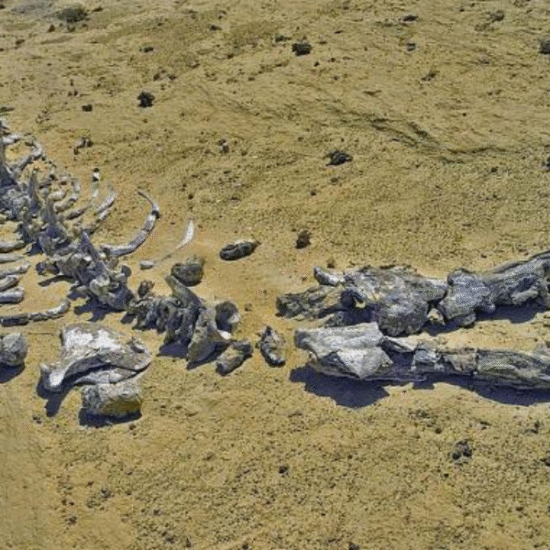 Wadi al-Hitan, fossils - Al Fayoum - Egypt Tours Group - Wadi Al Hitan Day Tour from Cairo